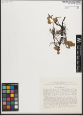 Foto von Salix herbacea L.